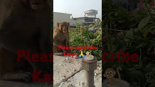 funny monkey potty comedy 🐒❤️🐒❤️🙏 [upl. by Philander]