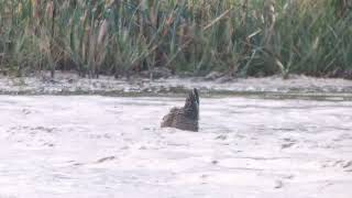 Juvenile Garganey Winters Pond East Halton Lincolnshire UK 270924 [upl. by Marucci]