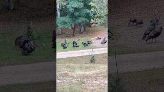 Dinner in my yard countrymusic nature turkey [upl. by Annuaerb]