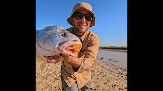 Unexpected Catch Mulloway Jewfish While Fishing for Barramundi fishing jewfish mulloway [upl. by Bega]