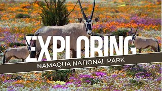 Namaqua National ParkSouth Africa [upl. by Oralia176]