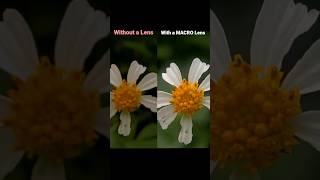 Shooting Macro with a Lens vs without a lens shorts macro [upl. by Zeiler]