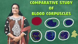 Blood CorpusclesTypes Of Blood CellsHaematologyErythropoiesisLeucocytesThrombocytes [upl. by Reilly103]