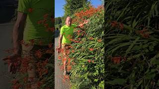 Invasive Crocosmia monbretia invasivespecies gardening permaculture adventure explore [upl. by Hanoy]