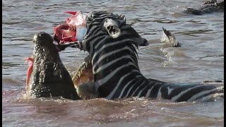 Zebras face ripped off by crocodiles crossing Mara river on Safari in Kenya [upl. by Blackmun]