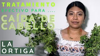 Shampoo de Romero🌿 y Sabila para el Crecimiento y la Caída [upl. by Perkoff305]