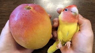 The FUNNIEST Parrots Around the World 🦜 🤣 Best Compilation [upl. by Daus420]