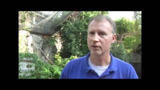 Scarlet Tanagers at the Tennessee Aquarium [upl. by Mills316]