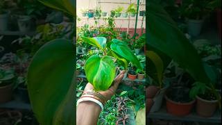 Philodendron brasil plant easy propagation with zero cost trending propagation shorts [upl. by Esinaej292]