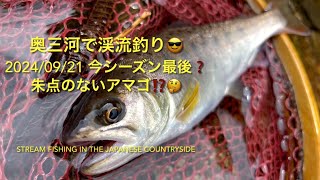 20240921 奥三河で渓流釣り😎 今シーズン最後❓朱点のないアマゴ⁉️🤔 Stream Fishing in the Japanese countryside [upl. by Ahsemit]