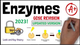 ENZYMES GCSE 91 Unit 1 Revision  UPDATED VERSION  A Grade  KS4 Science  IGCSE Biology [upl. by Neggem]