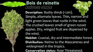 Bois de reinette nature mauritius endemic [upl. by Dole]