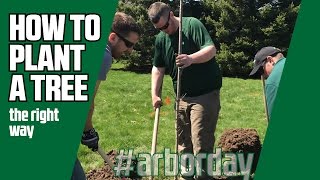 How to Plant a Tree  Arbor Day [upl. by Jen510]