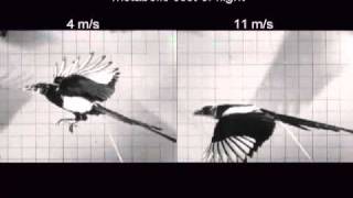 Measuring magpie flight energetics [upl. by Cart]