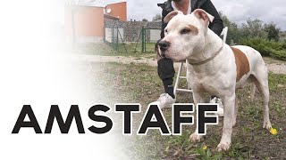 AMSTAFF  American Staffordshire Terrier [upl. by Elvie18]