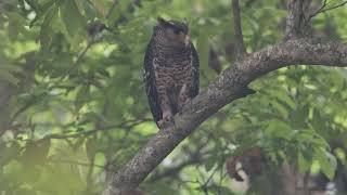 Spotbellied Eagle Owl [upl. by Courtund809]