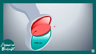 1Embryology section 1 [upl. by Coulson]