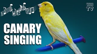 Bird Sounds  Canary Singing  Melodies Canary Bird Song  Training Video  Faisal Javed TV [upl. by Florida]