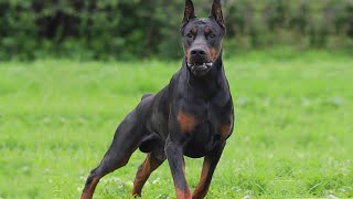 The Power of DOBERMAN He was created for this [upl. by Noyr]