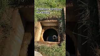 How This Small Device Can Protect Your Septic Drain Field [upl. by Korff]