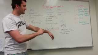 Collagen Types and Synthesis Pathway [upl. by Dacy]