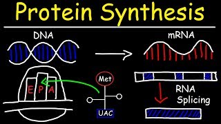 Transcription and Translation  Protein Synthesis From DNA  Biology [upl. by Ellessig199]