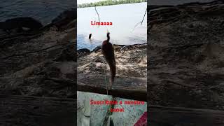 Miley seguimos pescando y comiendo asado 🤣🤣🤣🤣 [upl. by Swerdna]