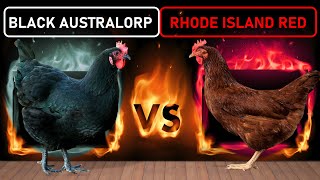 Black Australorp vs Rhode Island Red  Two Best DualPurpose Chicken Breeds for Free Range Farming [upl. by Ogden]