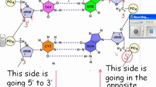 2013 HN DNA 05 antiparallel structure of DNA [upl. by Nirrep]