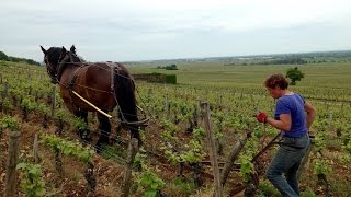 Labour à cheval dans le Clos de la Roche à MoreySaintDenis [upl. by Atilal]