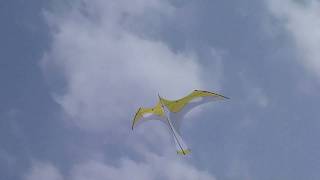 Flying Wings Yellow Laima Kite Designed by Bell Chiu [upl. by Marena]