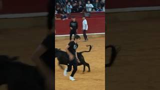 Becerras para jóvenes FIESTAS DEL PILAR 2024 toro toros torobravo torosbravos parati fyp [upl. by Idok]