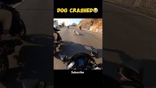 Omg 😰Dog🐕 crashed😭 shorts ytshorts viralshort viralreels viralvideos rider ayteach motovlog [upl. by Hasina]