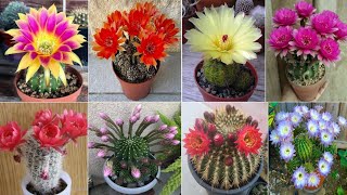 83 ECHINOPSIS Cactus Plant Varieties  Echinopsis Varieties  Echinopsis types  Plant and Planting [upl. by Painter]