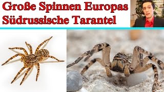 Große Spinnen Europas Südrussische Tarantel [upl. by Pratte]