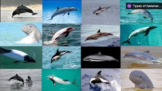 All types of oceans Dolphins in the world [upl. by Melan438]