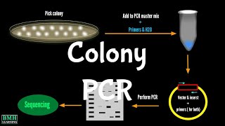 Colony PCR  Screening Bacterial Colonies With PCR [upl. by Htbazile]