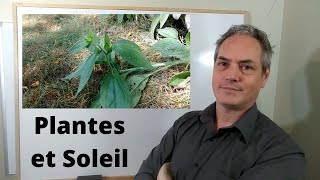 Comment estce que les plantes sadaptent pour maximiser la photosynthèse  Le Soleil  Écologie [upl. by Levesque]