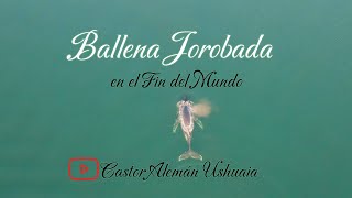 Ballena Joroba  Estancia Tunel Ushuaia Otoño 2024 [upl. by Eblehs]