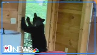 Young black bear breaks into Gatlinburg cabin [upl. by Inalaek]