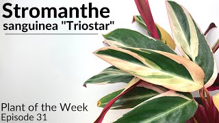 How To Care For Stromanthe sanguinea quotTriostarquot  Plant Of The Week Ep 31 [upl. by Domella]