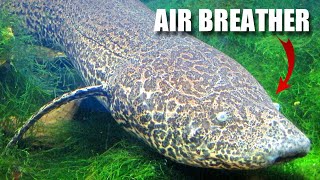 Lungfish Facts an AIRBREATHING Fish 🐟 Animal Fact Files [upl. by Baggott]