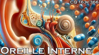 Anatomie de loreille interne  CQ163 [upl. by Anoblav429]