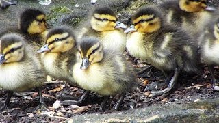 Leyland Ducklings [upl. by Occir]