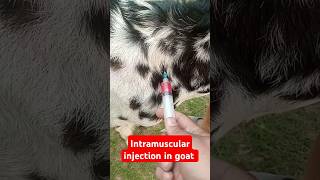 Intramuscular injection in goat veteducation intravenousinjection veterinary viralvideo vet [upl. by Fezoj777]