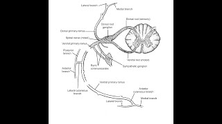 شرح مبسط و مهم لتشريح اعصاب العمود الفقري Anatomy of spinal nerves [upl. by Angadreme]