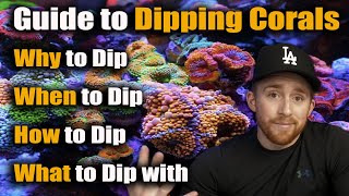 Complete Guide to Dipping Corals Goodbye Brown Jelly Disease  Aptasias  Algae 💪 [upl. by Elsbeth]