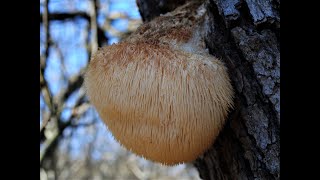 Identifying the Bearded Tooth Lions Mane Hericium erinaceus [upl. by Aydan700]