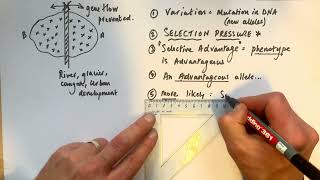 A level Biology  Allopatric vs Sympatric speciation [upl. by Annawik]