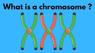 What is a chromosome [upl. by Esalb]